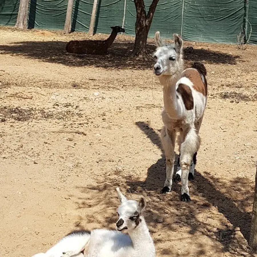 Bébé lama
