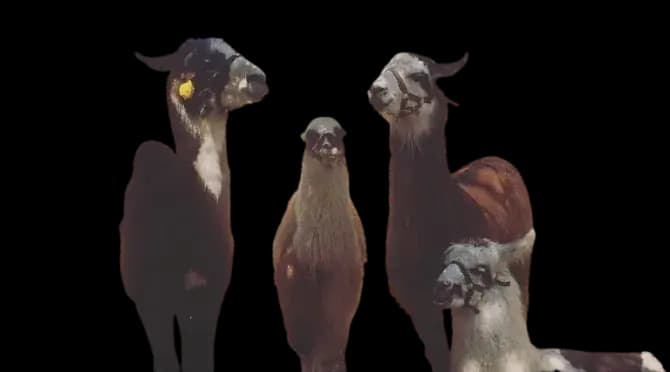 Trois lamas de l'élevage Var Lamas