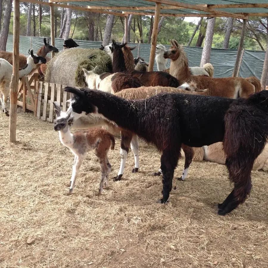 Troupeau de lamas